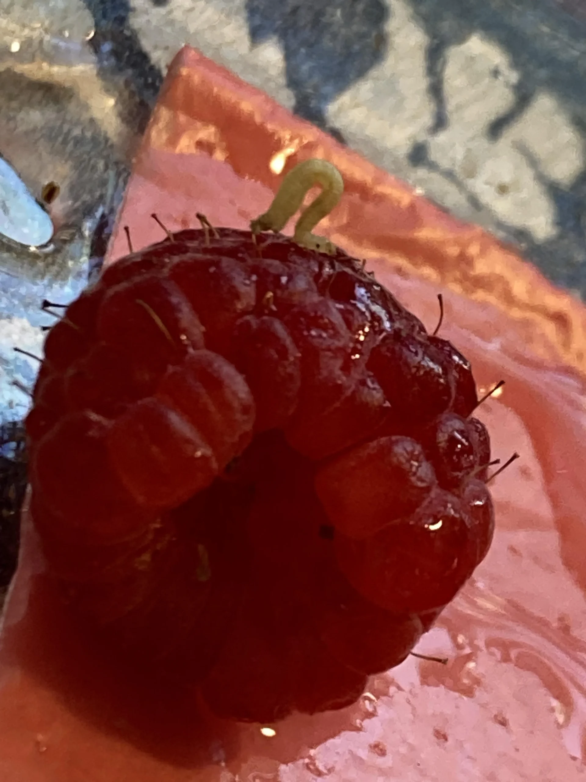 Vermi bianchi nei lamponi: cosa sono davvero e come difendere i tuoi frutti di bosco