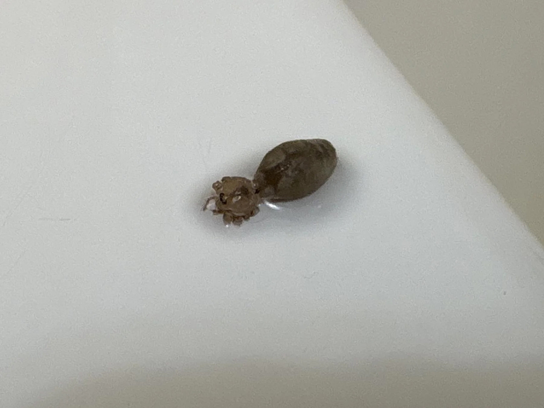 Zecca in casa o in bagno: come riconoscerla, cosa fare e quando preoccuparsi