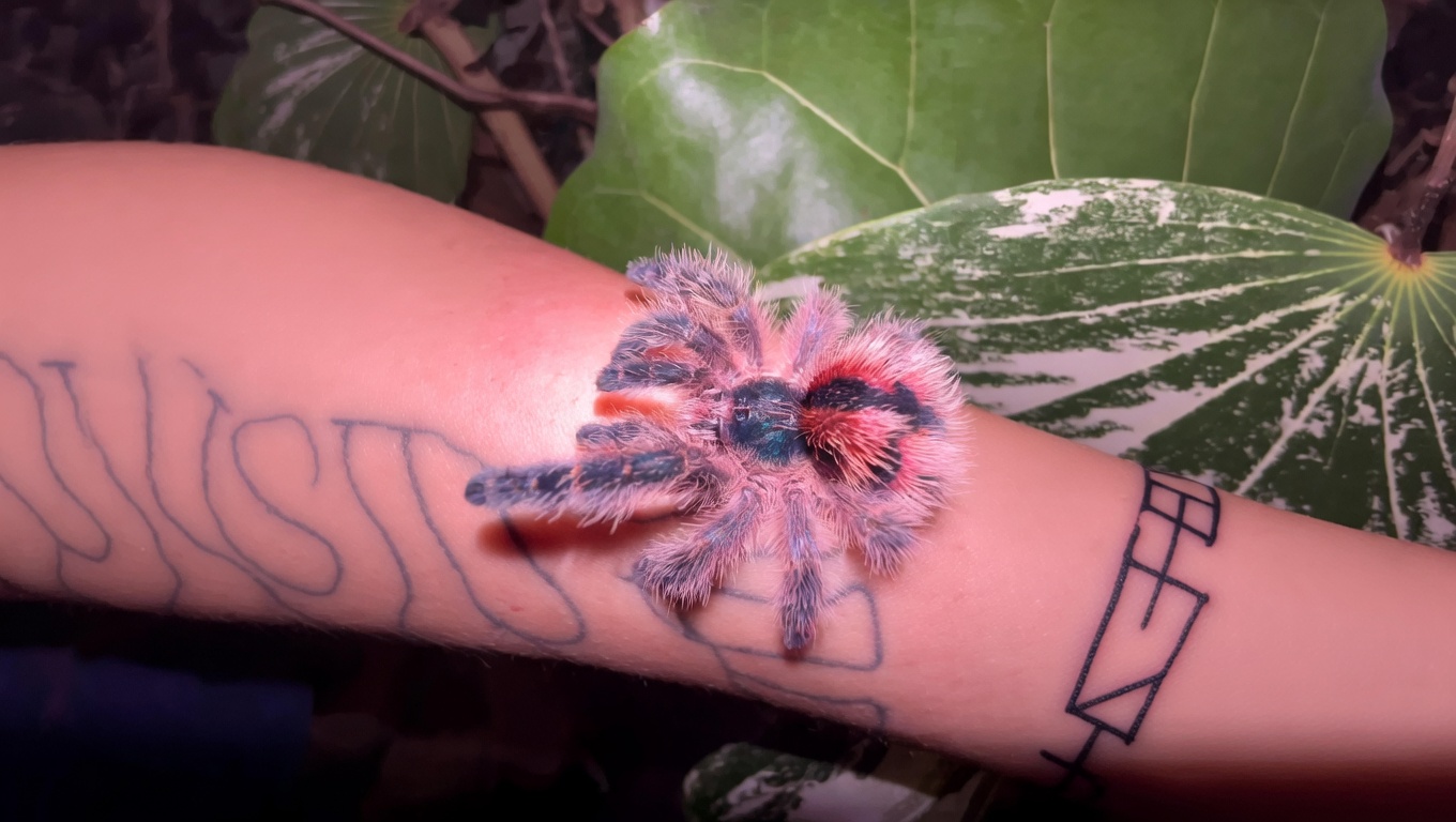 Typhochlaena Chapadensis
