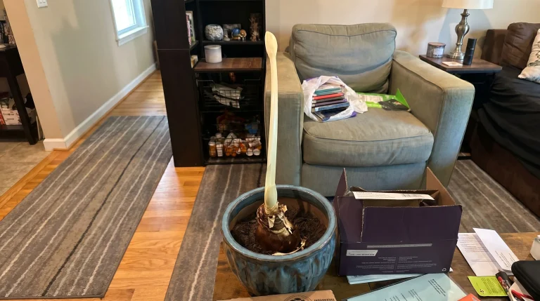 Amaryllis: come forzare la fioritura invernale gestendo la dormienza al buio