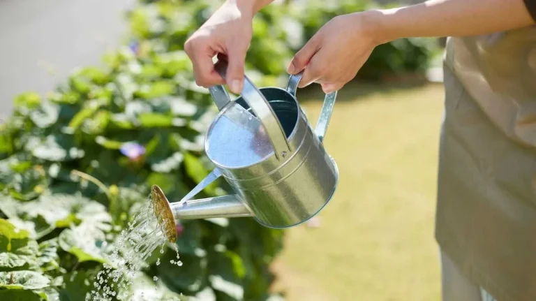 Annaffiare ecco come farlo con il caldo