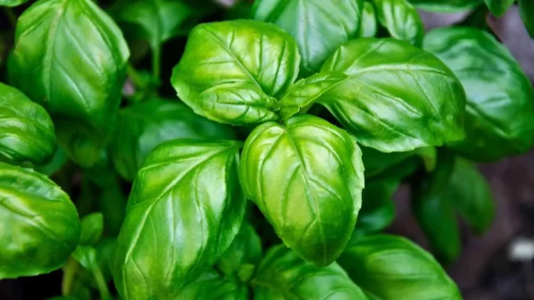 Basilico ecco perché fa bene