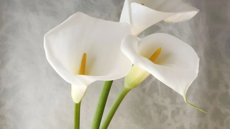 Calla segui questo consiglio