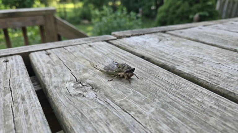 Cicala: perché canta, come sopravvive sott'acqua e cosa fare se la trovi in giardino