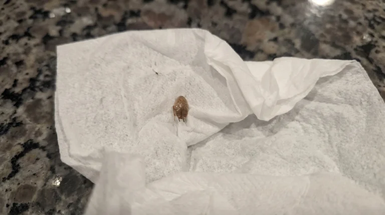 Cimice dei letti nei bagagli al rientro: come riconoscerla ed evitare l'infestazione