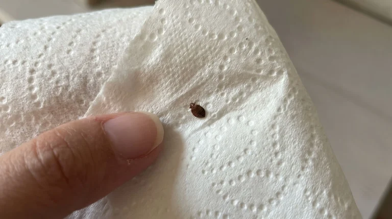 Cimice dei letti: come riconoscerla davvero e non confonderla con altri insetti