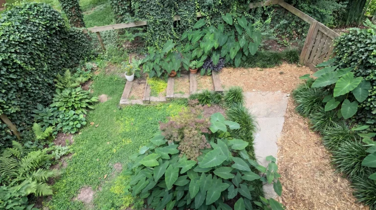 Colocasia, le orecchie di elefante che sembrano morte ma rinascono: guida al tubero, dormienza e svernamento