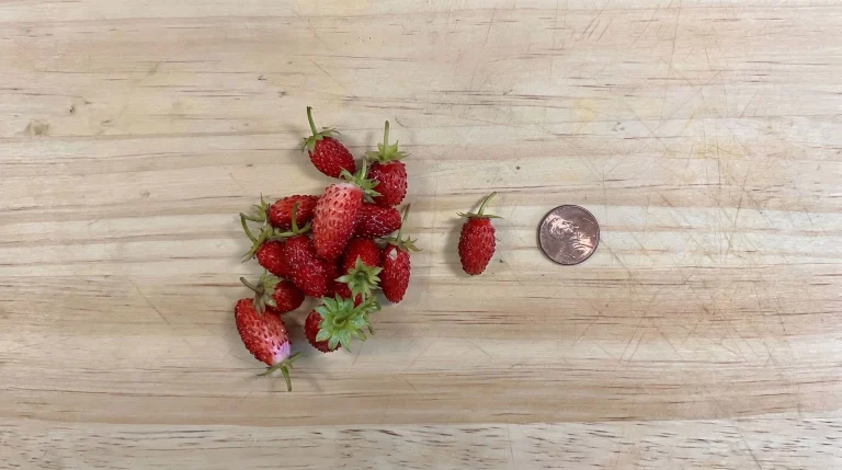 Coltivare fragoline di bosco in vaso: guida completa a Fragaria vesca e differenze con le fragole da giardino
