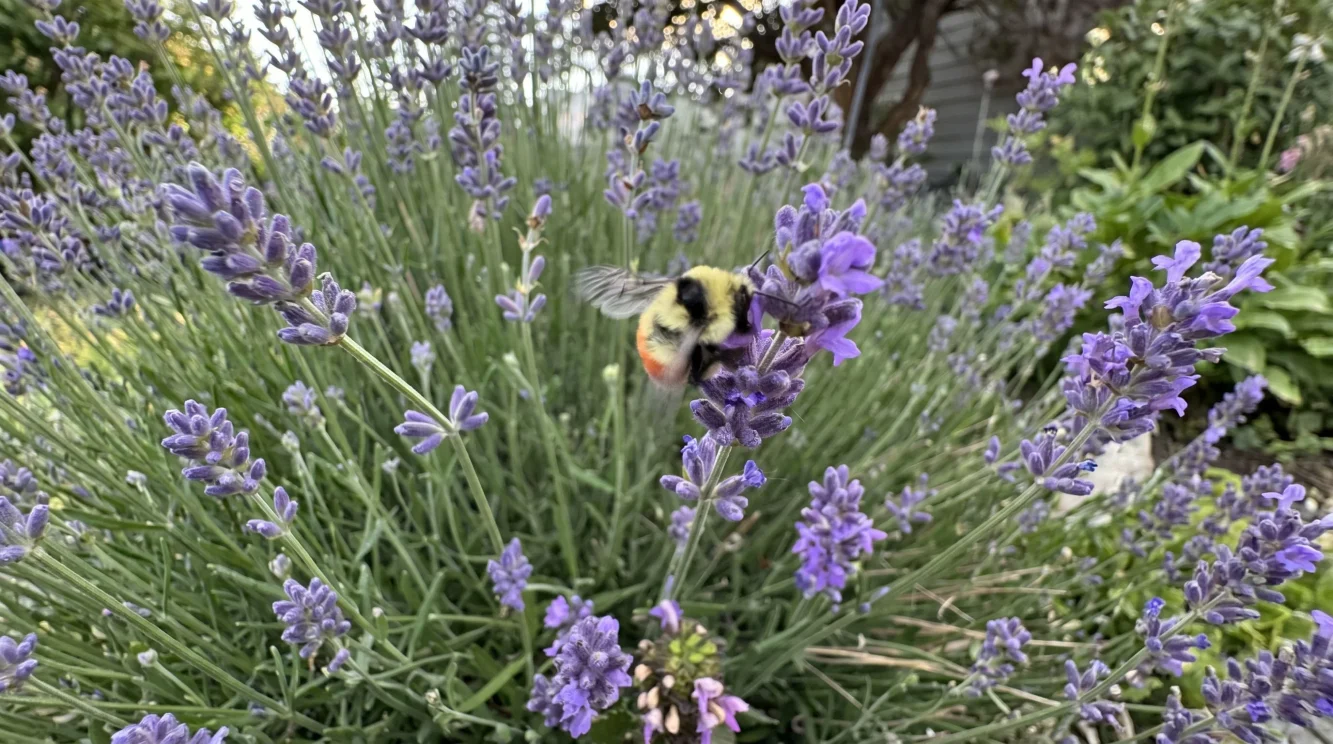 Coltivare lavanda in giardino: guida pratica tra siccità, potatura e api