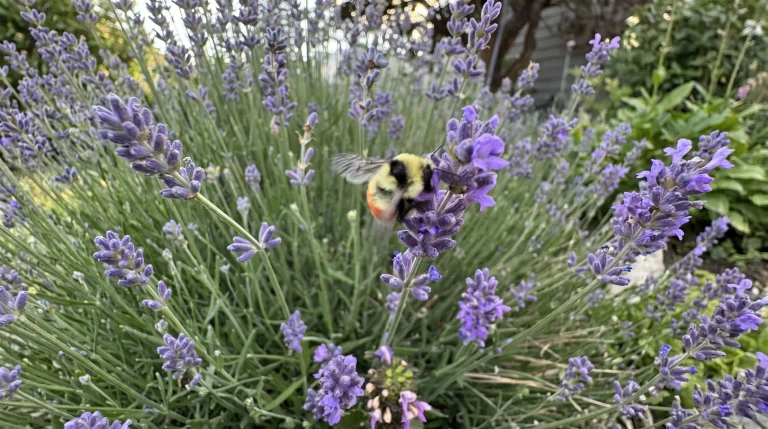 Coltivare lavanda in giardino: guida pratica tra siccità, potatura e api