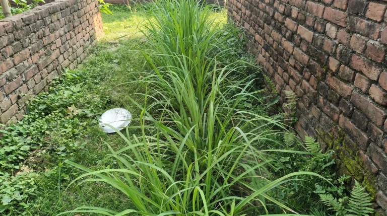 Come coltivare la citronella in Italia: guida pratica dal vaso alla tisana essiccata
