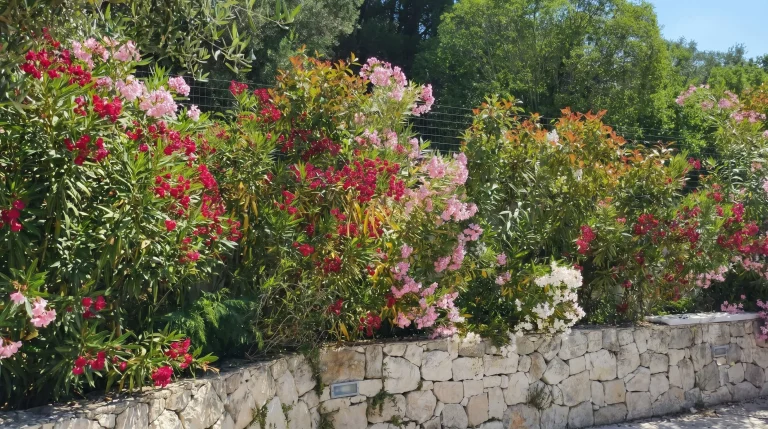 Come coltivare l'oleandro in giardino: guida completa al Nerium oleander mediterraneo