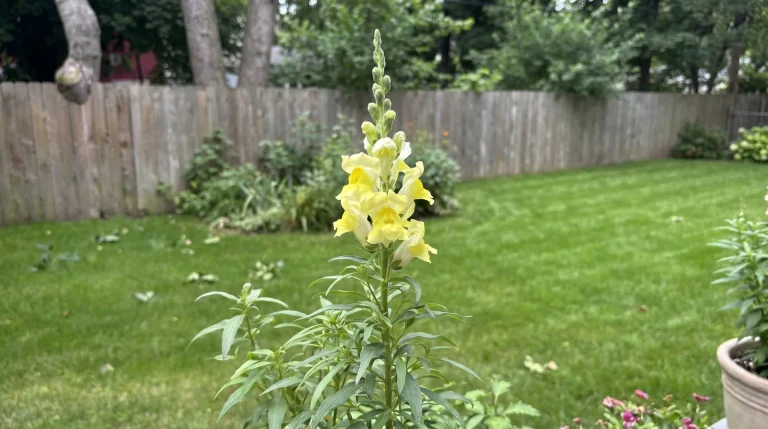 Come raccogliere semi di bocca di leone: guida pratica alla semina di Antirrhinum majus