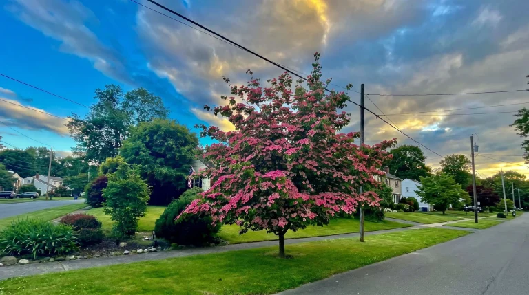 Cornus kousa Scarlet Fire: guida completa al corniolo rosa fucsia per giardini italiani