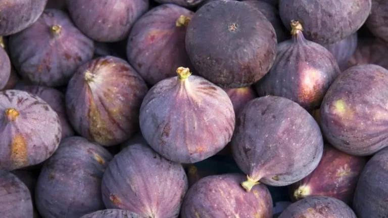 Fichi in mostra