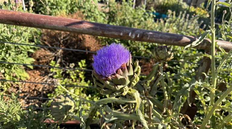 Fiore di carciofo: lasciarlo sbocciare per impollinatori e bellezza nell'orto-giardino