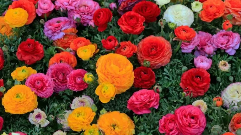 Fiori in mostra