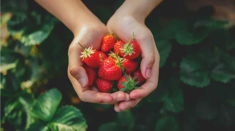 Fragole ecco come coltivarle per bene