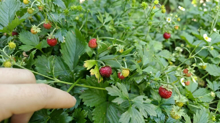 Fragoline di bosco: come riconoscerle e non confonderle con la falsa fragola
