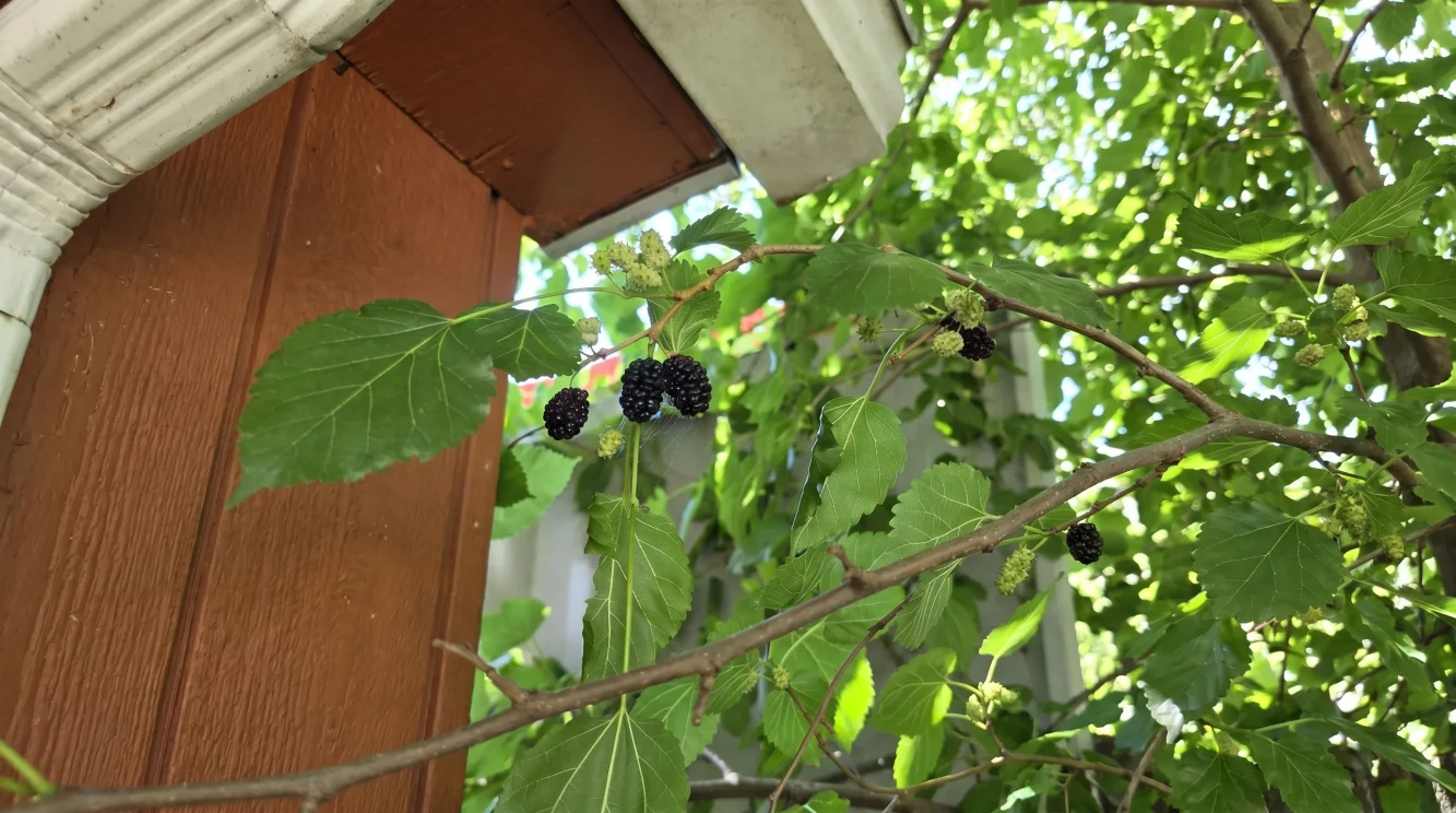 Gelso albero in giardino: come riconoscerlo, coltivarlo e raccogliere le more in sicurezza