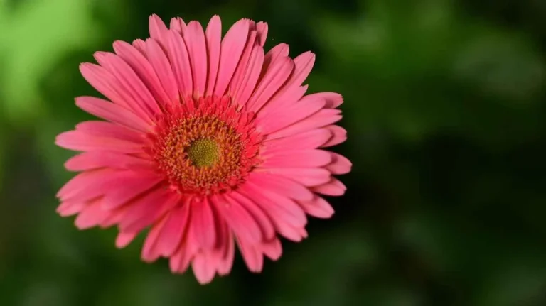 Gerbera tutti i dettagli