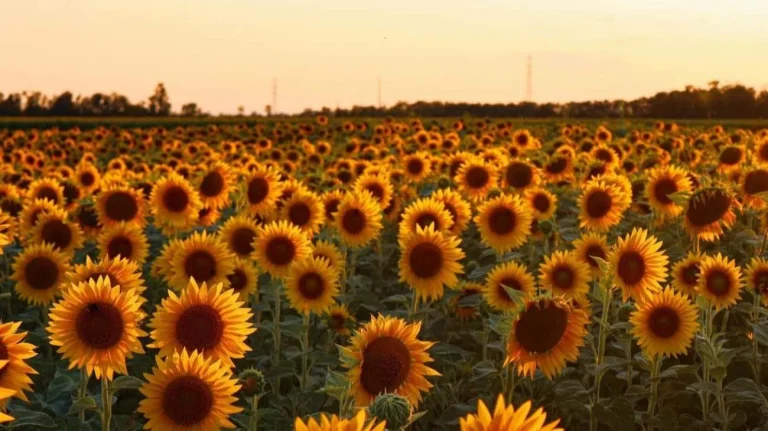 Girasole fiore spettacolare