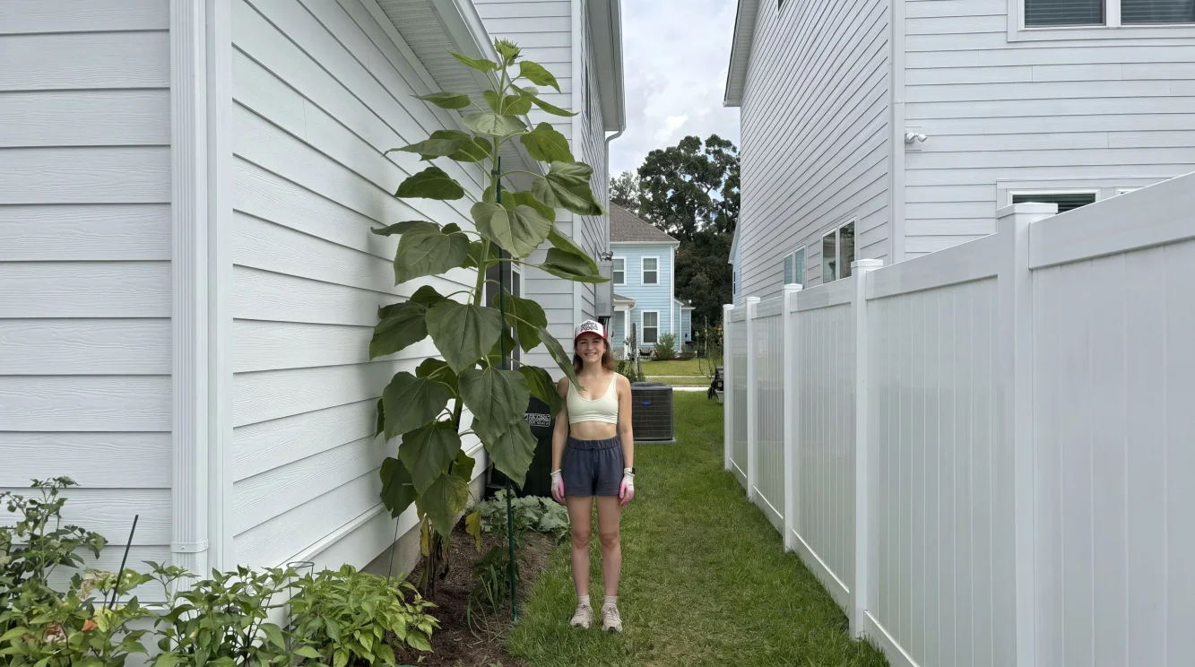 Girasole gigante Mammoth: guida completa alla coltivazione in Italia