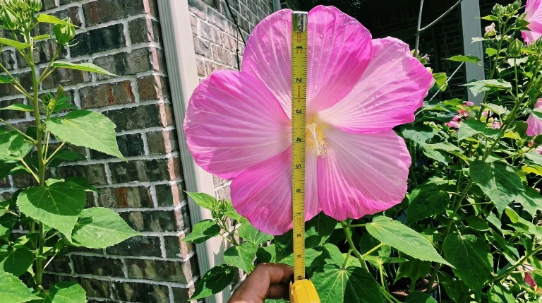 Ibisco di palude: la guida per fiori giganti da 25 cm in giardino