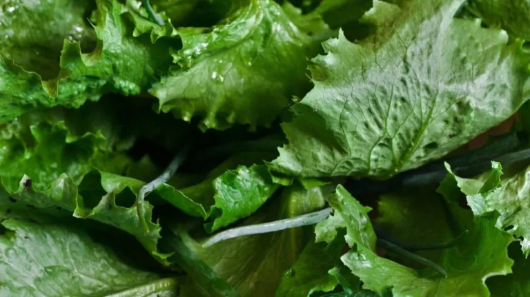 Insalata ecco i segreti
