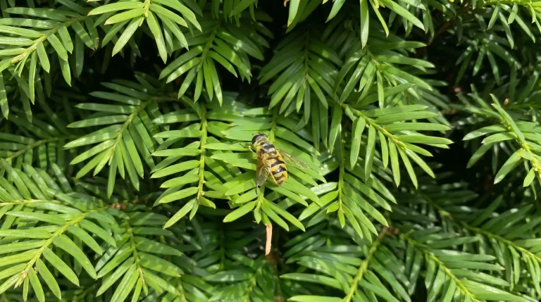Insetti in casa e in giardino: come riconoscerli, quali sono utili e cosa fare se ne trovi uno