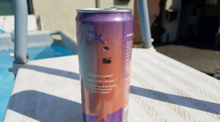 Insetti nella piscina: perché arrivano a centinaia e come allontanarli senza pesticidi