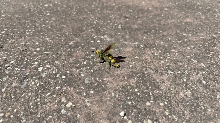 Insetto grande in giardino al Sud: come riconoscerlo senza paura e cosa fare davvero
