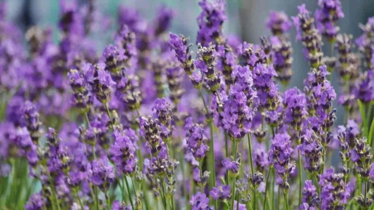 Lavanda in mostra