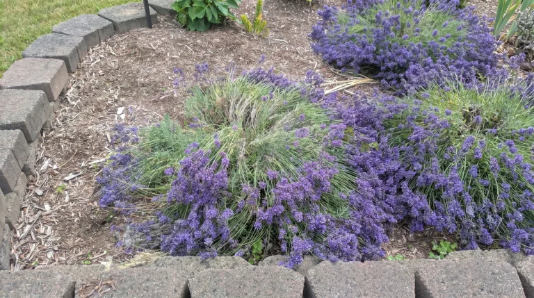 Lavanda che si apre al centro: perché succede e come rimediare con potatura e cure mirate