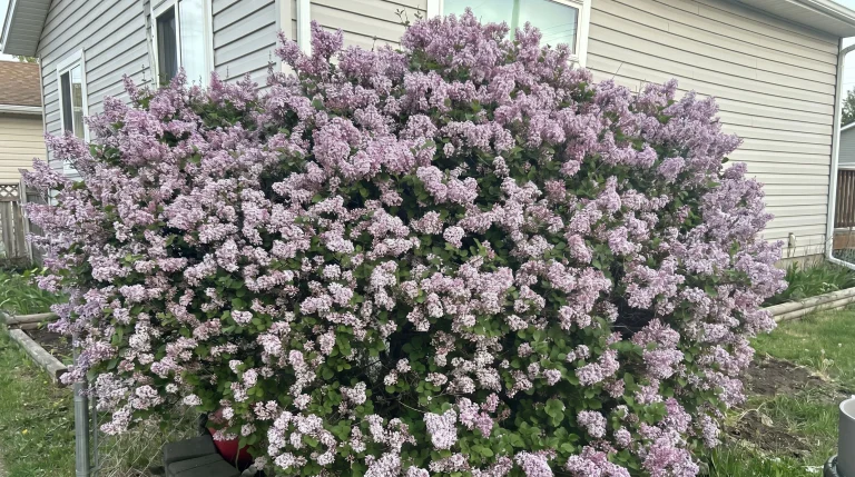 Lillà nano (Syringa meyeri 'Palibin') in vaso: guida completa per balconi e piccoli giardini