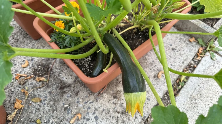 Malattie delle zucchine: guida diagnostica completa ai problemi estivi dell'orto