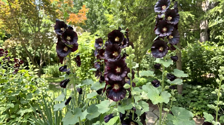 Malvarosa nera (Alcea rosea 'Nigra'): guida completa alla coltivazione del fiore quasi nero