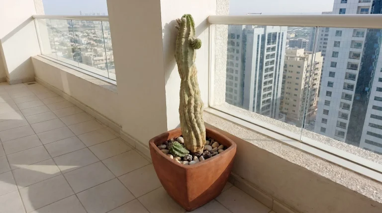 Marciume del cactus: perché si affloscia di colpo e come salvarlo prima del collasso