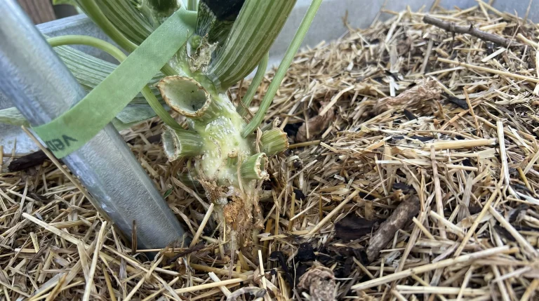 Marciume del colletto nelle zucchine: guida diagnostica per riconoscere e prevenire