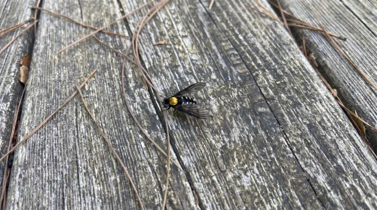 Mosca dal dorso dorato: la piccola alleata che vive dove l'acqua è pulita