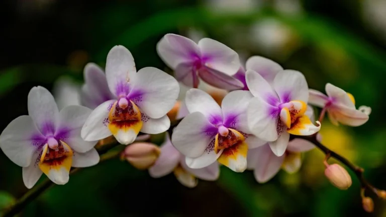 Orchidea in mostra