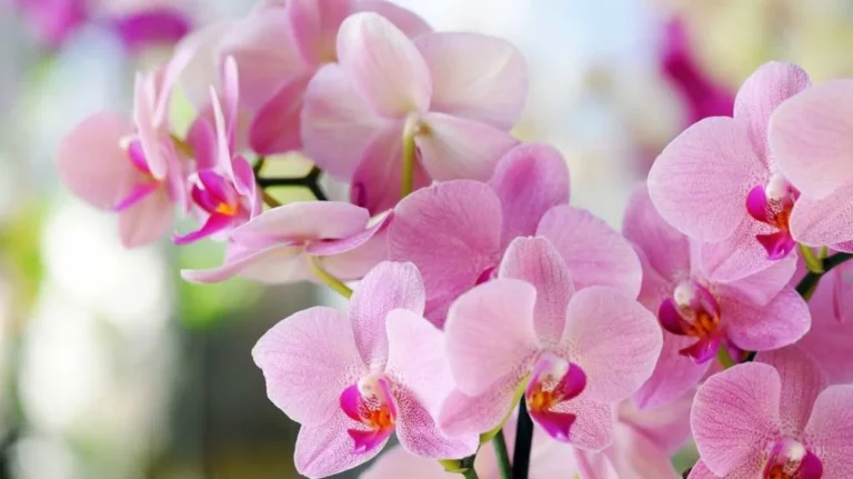 Orchidee in mostra