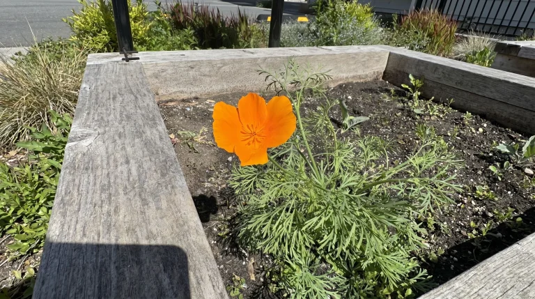 Papavero della California: guida alla coltivazione da seme in giardino