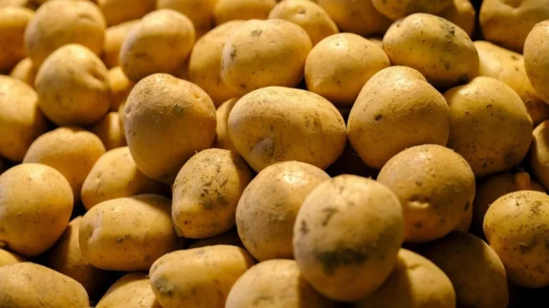 Patate in mostra