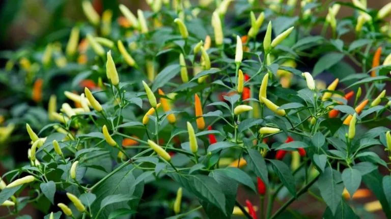 Peperoncino in mostra