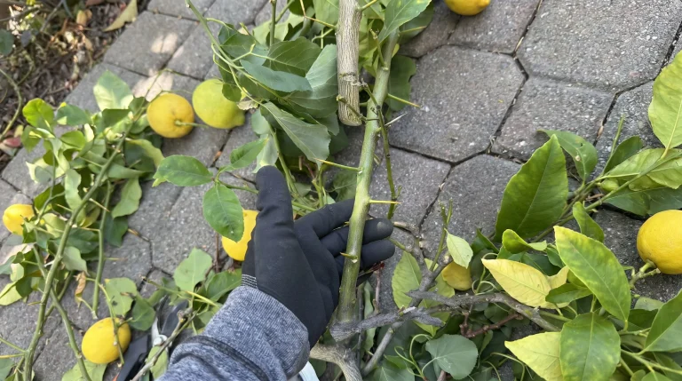 Perché il limone ha le spine: cause botaniche e gestione pratica in giardino