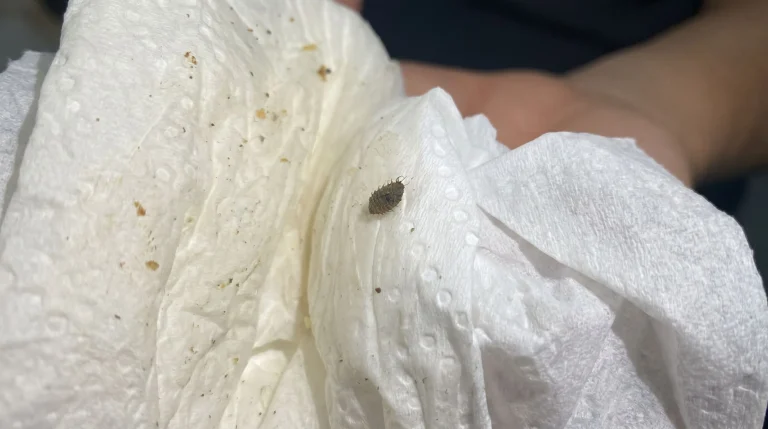 Pesciolini d'argento in casa: perché compaiono in cucina e come allontanarli davvero