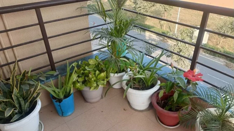 Piante balcone in mostra