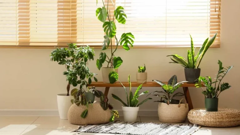 Piante da interno ce ne sono molte