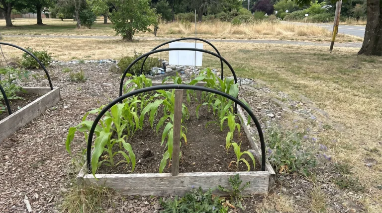Piante autoctone italiane in giardino: la guida ecologica completa